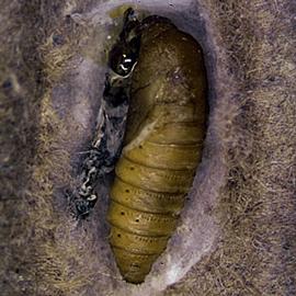  Pupa. © Whitney Cranshaw, Colorado State University, Bugwood.org
