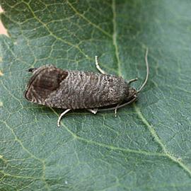  Resting adult. © Whitney Cranshaw, Colorado State University, Bugwood.org
