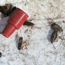  Adults in sticky trap. © Whitney Cranshaw, Colorado State University, Bugwood.org
