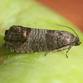  Resting adult. © Whitney Cranshaw, Colorado State University, Bugwood.org
