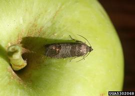  Resting adult. © Whitney Cranshaw, Colorado State University, Bugwood.org
