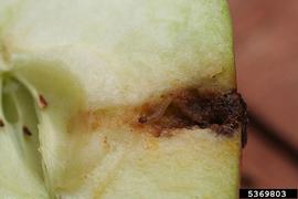  Early instar larva. © Whitney Cranshaw, Colorado State University, Bugwood.org
