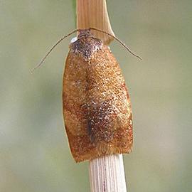  Resting adult. © H. Dumas, Wikipedia Creative Commons
