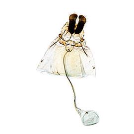  Female genitalia
