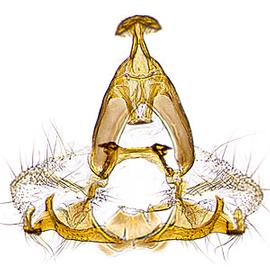  Male genitalia
