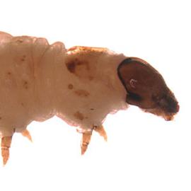  Larva
