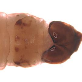  Prothoracic shield markings

