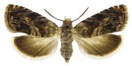   A. prunivora 

