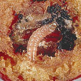  Larva. © P. J. Chapman, New York State Agricultural Experiment Station, Bugwood.org
