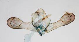 Male genitalia. © John W. Brown. Image used with permission.