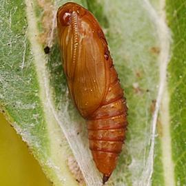  Pupa
