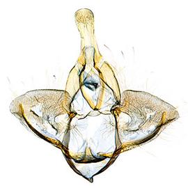 Male genitalia

