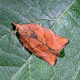  Resting adult. © UC Statewide IPM Program, Agriculture and Natural Resources, University of California. 
