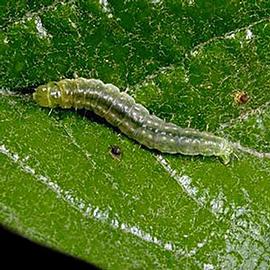  Larva. © UC Statewide IPM Program, Agriculture and Natural Resources, University of California. 
