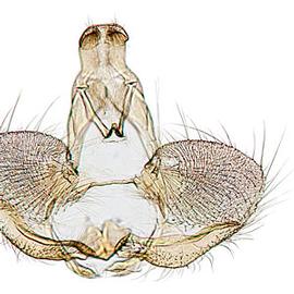  Male genitalia
