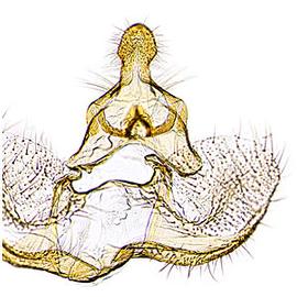  Male genitalia
