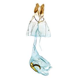  Female genitalia
