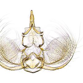  Male genitalia
