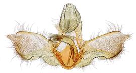 Male genitalia