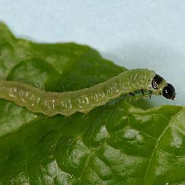  Larva
