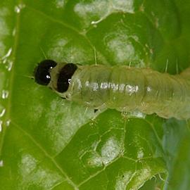  Larva
