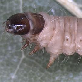  Larva
