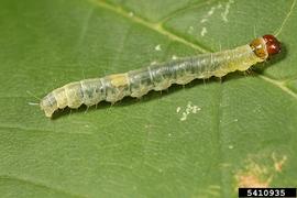  Larva. © Gyorgy Csoka, Hungary Forest Research Institute, Bugwood.org
