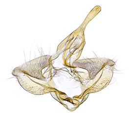  Male genitalia
