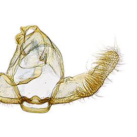  Male genitalia
