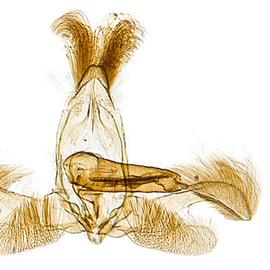  Male genitalia
