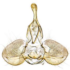  Male genitalia
