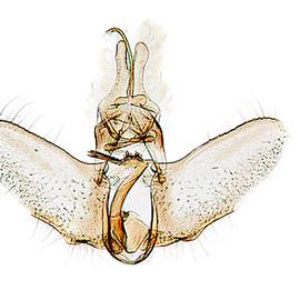  Male genitalia
