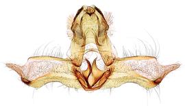  Male genitalia
