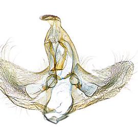  Male genitalia

