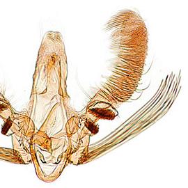   Paralobesia spiraeifoliana  male genitalia
