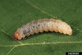   C. splendana  larva

