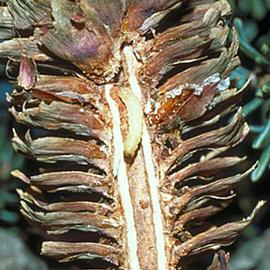  Larva in cone. © Edward H. Holsten, USDA Forest Service, Bugwood.org
