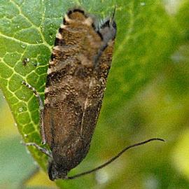  Resting adult. © James K. Lindsey
