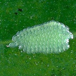  Egg mass
