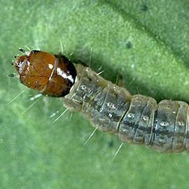  Larva
