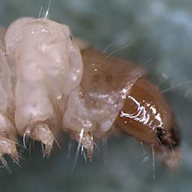  Larval head
