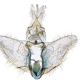  Male genitalia
