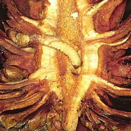  Larva in cone. © Steven Katovich, USDA Forest Service ( www.insectimages.org )
