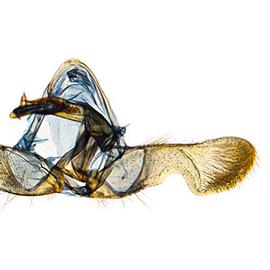   C .  toreuta  male genitalia
