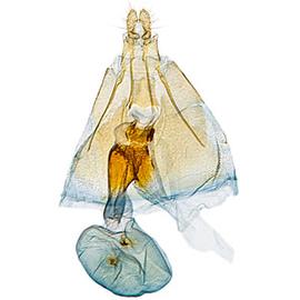   C .  toreuta  female genitalia
