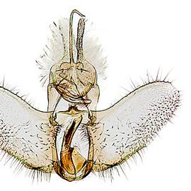  Male genitalia
