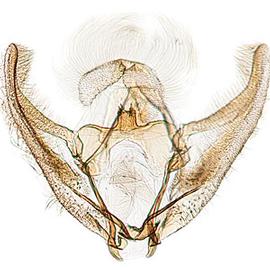  Male genitalia
