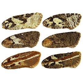  Forewing patterns
