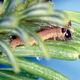  Early instar larva. © Rick West, Canadian Forest Service, Bugwood.org
