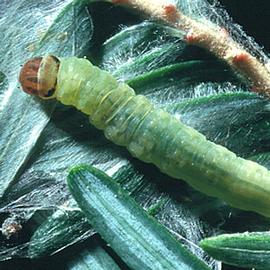  Late instar larva. © Connecticut Agricultural Experiment Station , Connecticut Agricultural Experiment Station, Bugwood.org
